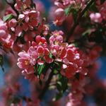 Allergies and hayfever can ruin spring for some people.